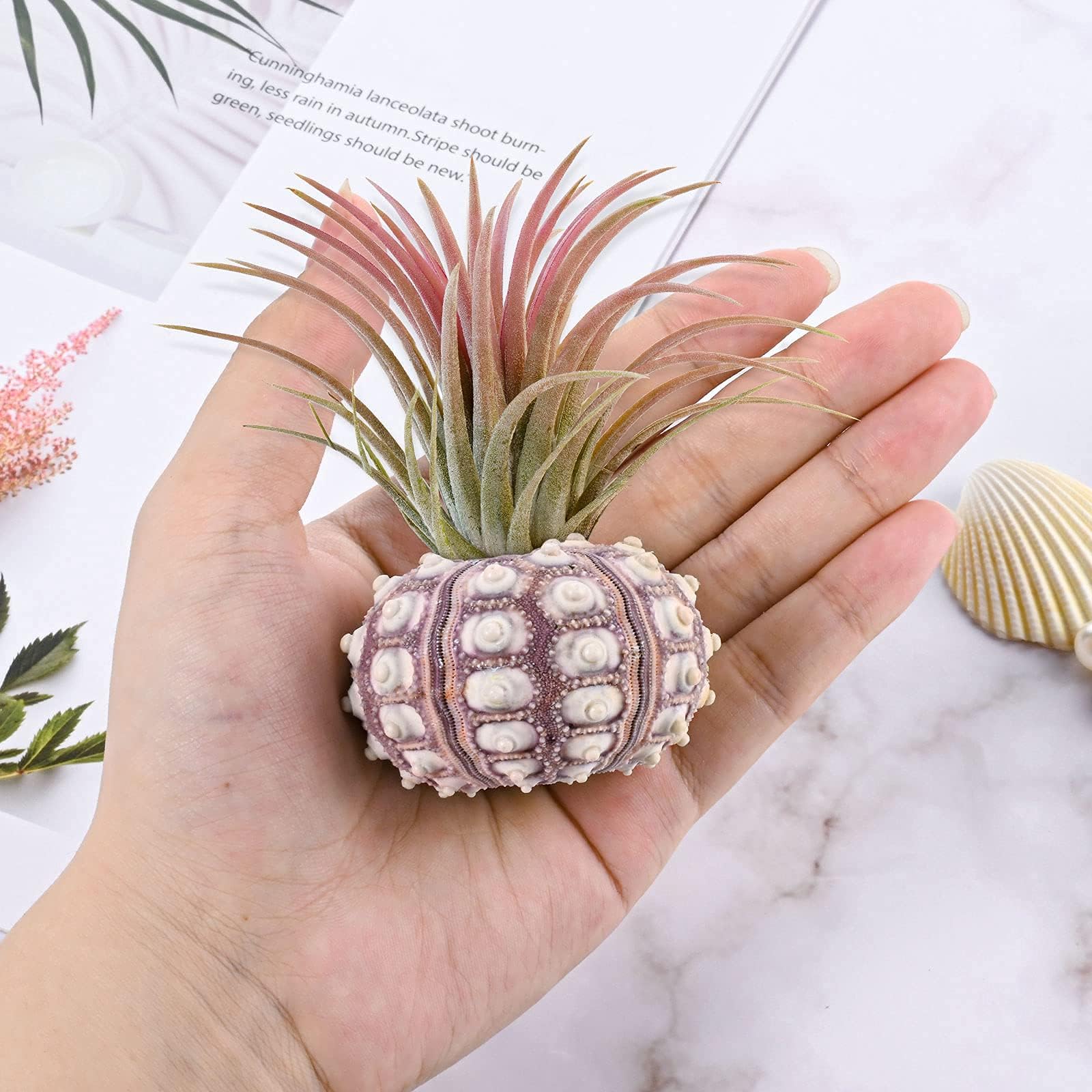 RUMIA sea urchin shell hanging pot purple adds color to your air plant shelf