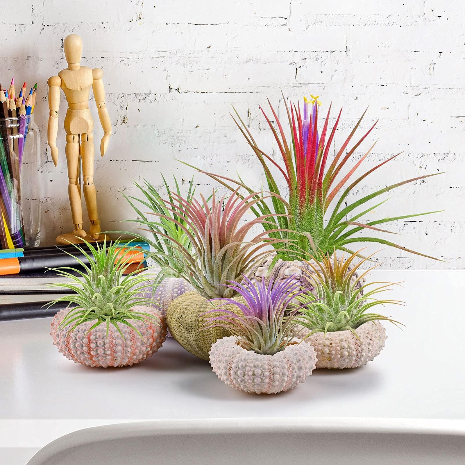 RUMIA sea urchin shell hanging pot white brings light and coastal charm to spaces