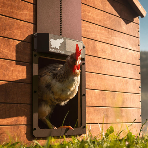 RUN-CHICKEN Door Eternal battery backup indicator showing reliable power.