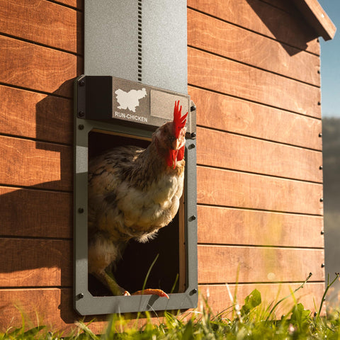 RUN-CHICKEN Door Eternal built-in solar panel powering automatic opening.