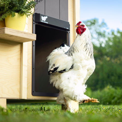 RUN-CHICKEN Door Giant highlights battery-solar compatibility for off-grid durability