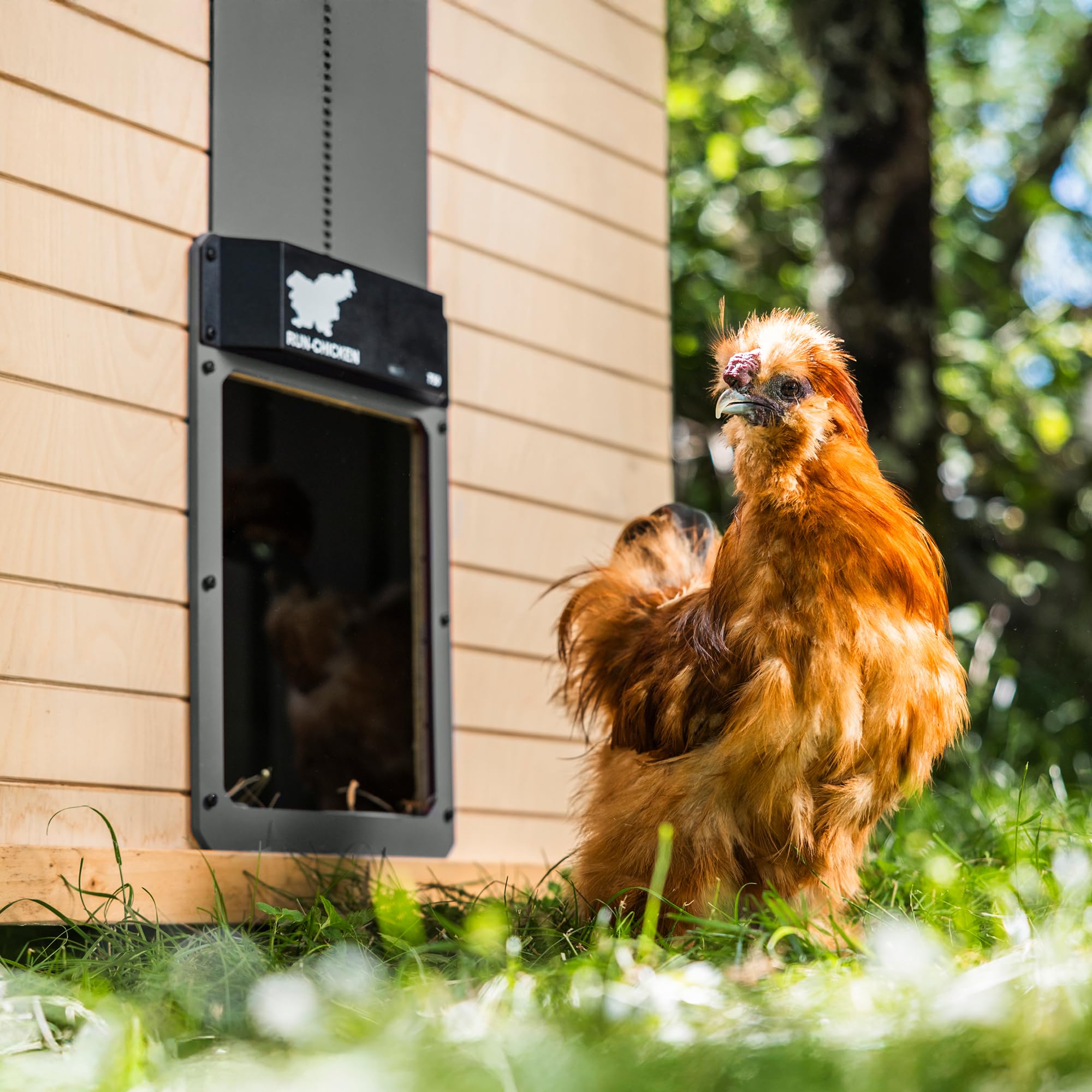 RUN-CHICKEN T50 app control screen enables easy scheduling for busy owners.