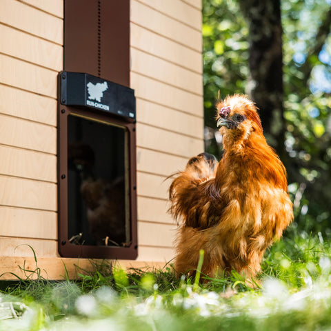 Run-Chicken T50 battery-powered unit ready for wireless operation and flexibility.