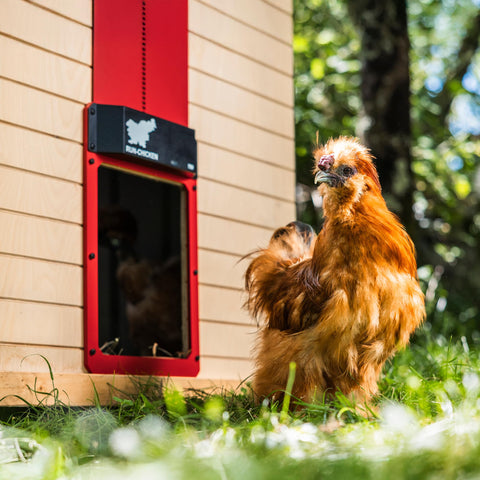 RUN-CHICKEN T50 battery-powered setup with no cords