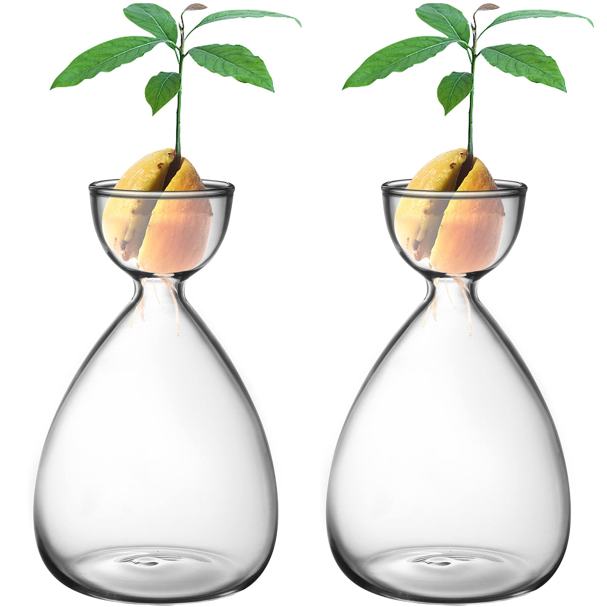 RunNico avocado starter vase set for observing seed growth daily.