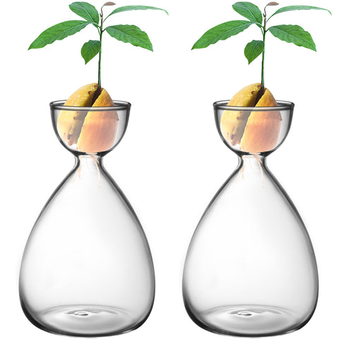 RunNico avocado starter vase set for observing seed growth daily.