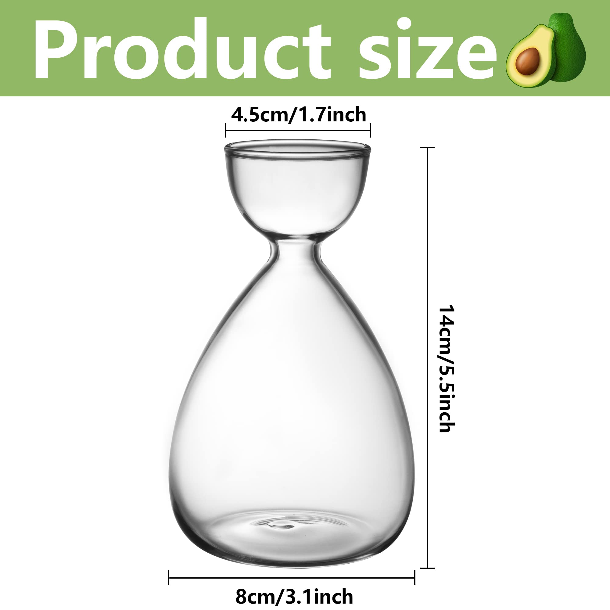 RunNico clear glass avocado vase highlights seed germination on display.