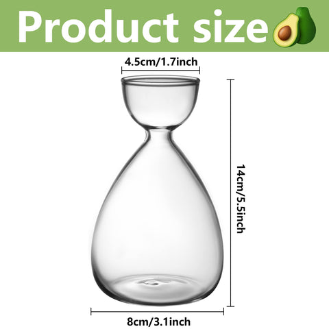 RunNico clear glass avocado vase highlights seed germination on display.