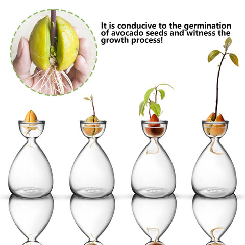 RunNico easy-use avocado vase supports simple home germination.