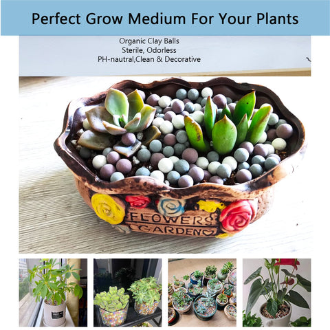 Rurtsva orchid potting with leca balls promotes steady moisture without root rot.