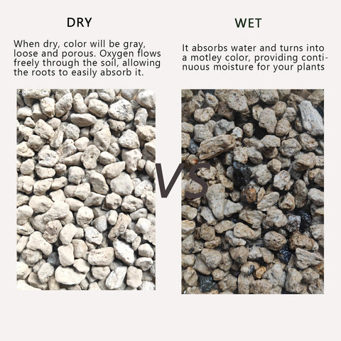 Rurtsva pumice mixed with bonsai soils supports healthy moisture balance.
