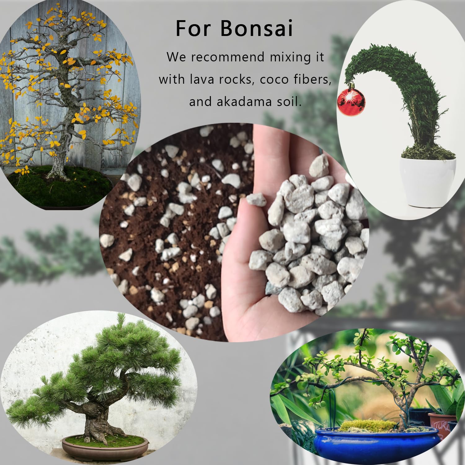 Rurtsva pumice in potting mix improves drainage and reduces risk of waterlogging.