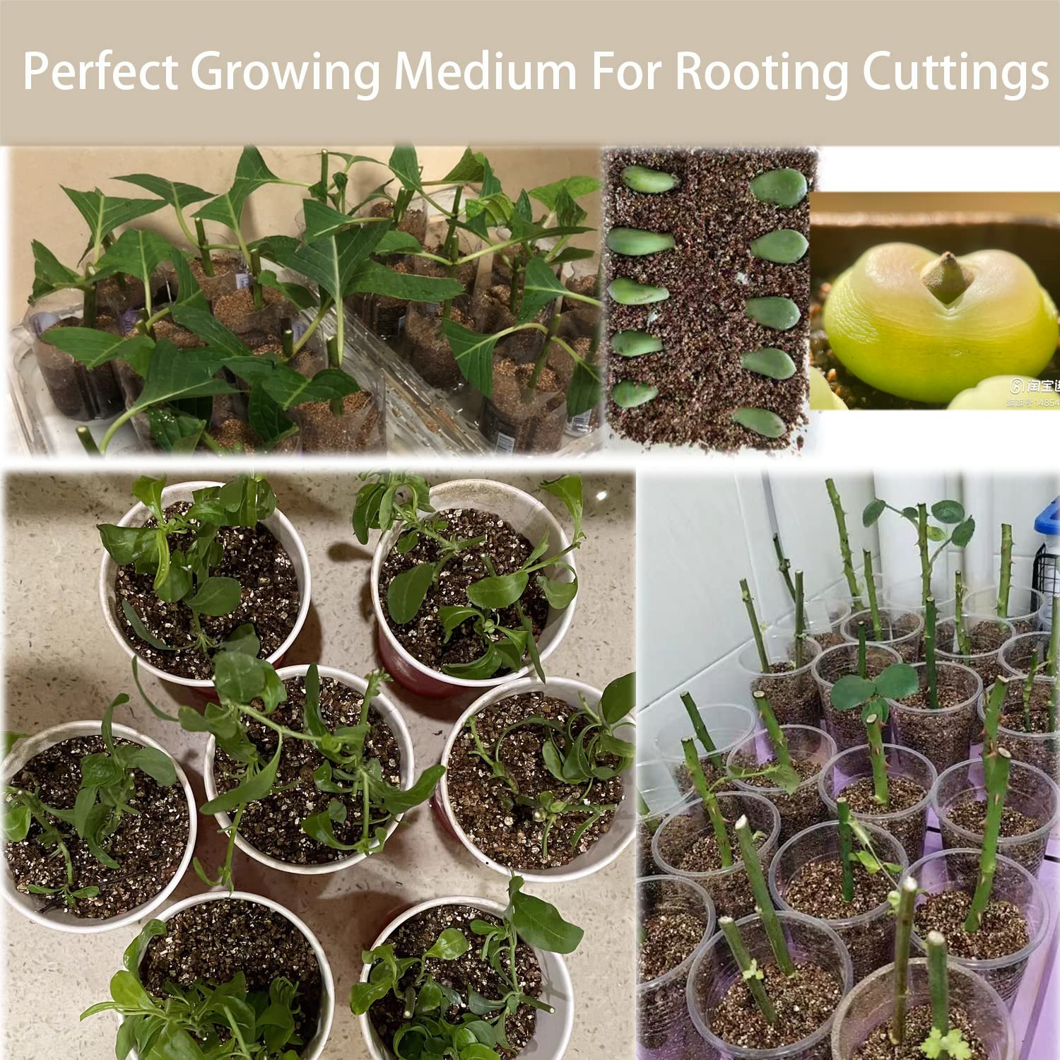 Rurtsva vermiculite in terrariums aids humidity control.