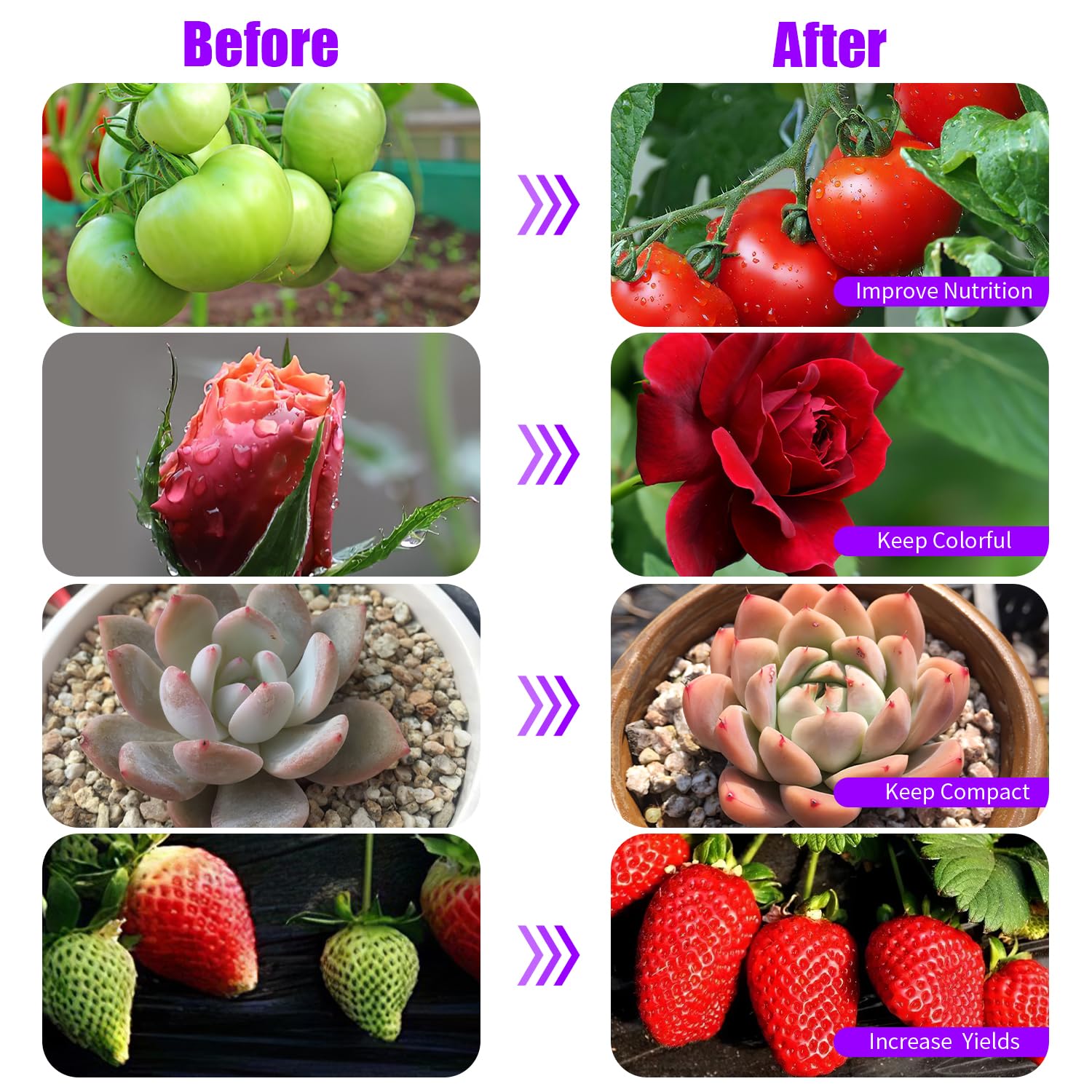 RWNTAO full-spectrum white red LEDs promoting flowering and fruiting.