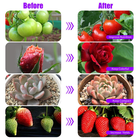 RWNTAO full-spectrum white red LEDs promoting flowering and fruiting.