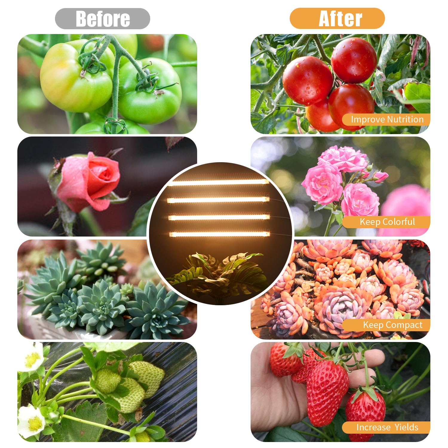 RWNTAO grow light suitable for succulents, herbs, and flowering plants.