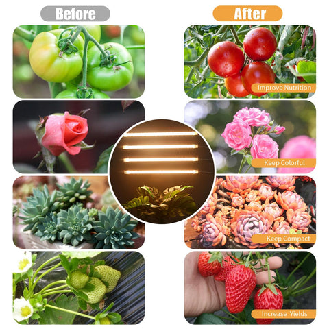 RWNTAO grow light suitable for succulents, herbs, and flowering plants.