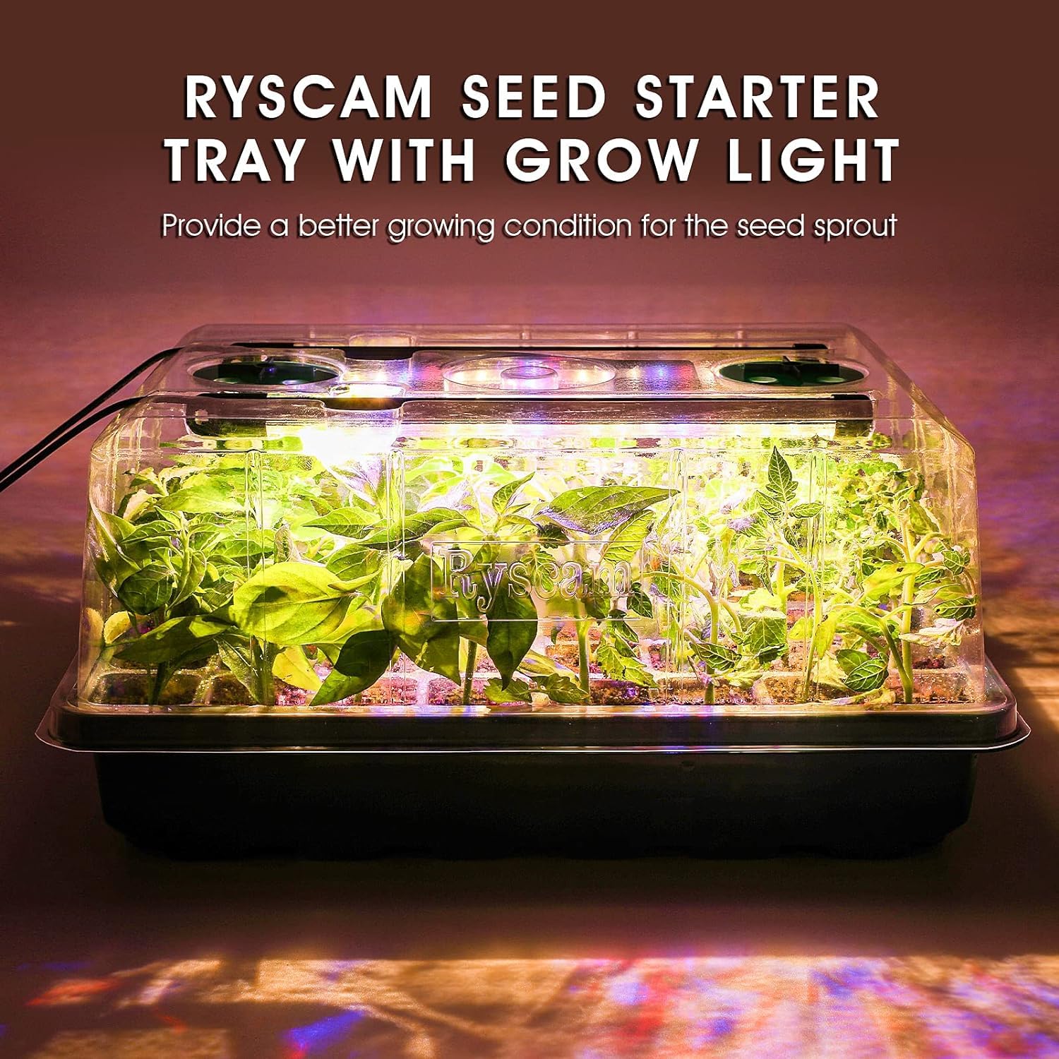 Ryscam plant clone propagation in action with healthy growth
