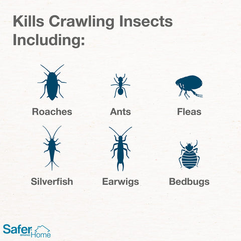 Safer Home ant and crawling insect killer dusting ants in cracks.