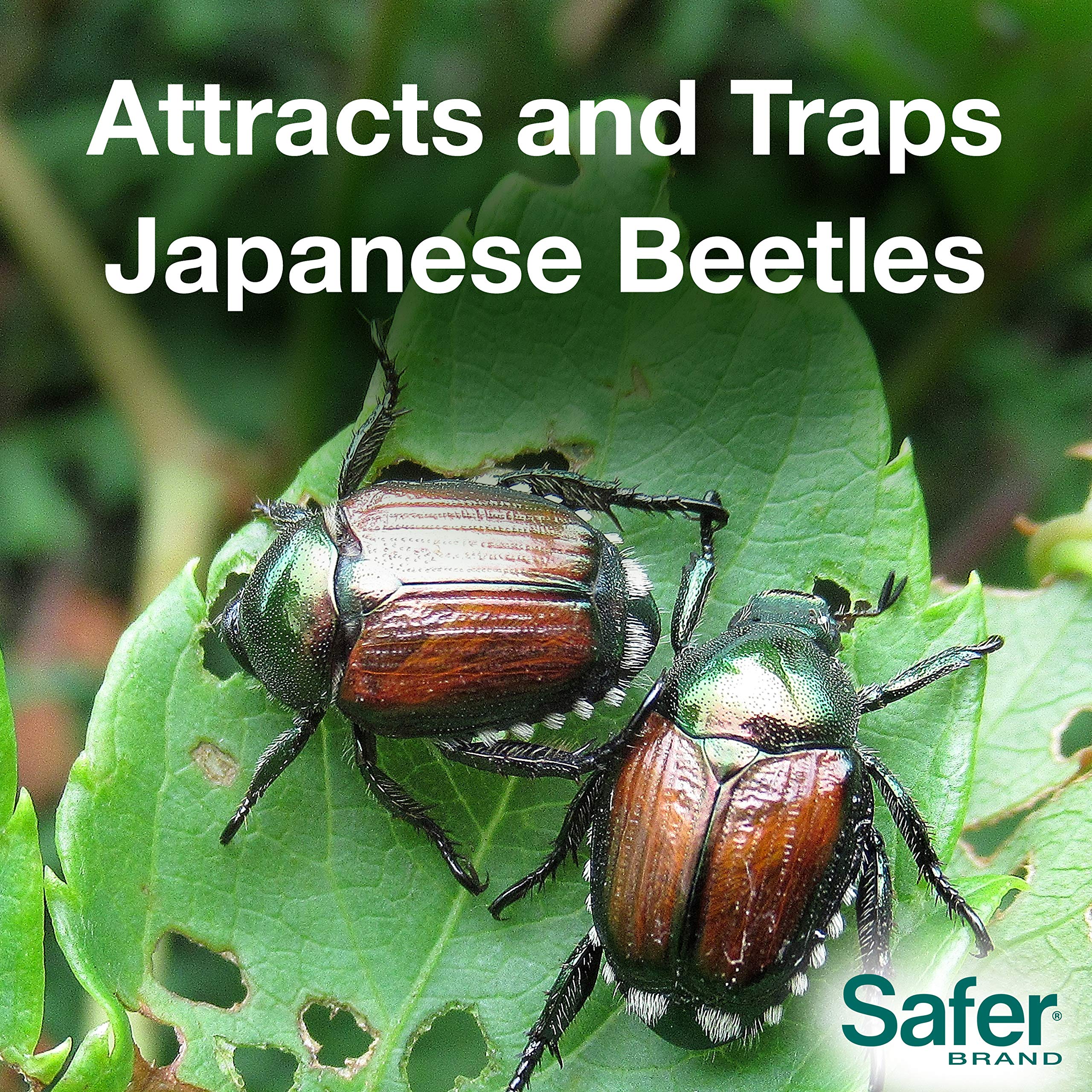 Safer jumbo bags for beetle trap maximize capture capacity.