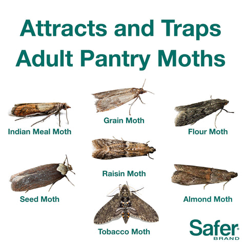 Safer pantry moth trap trap dish shows capture surface for active moths.