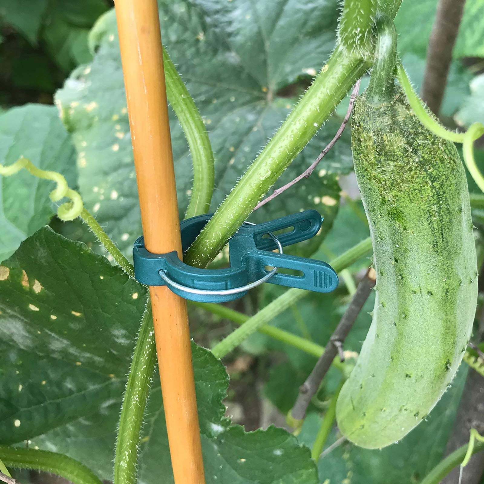 Easy pinch-and-clip action demonstrated by Sago Brothers plant clips