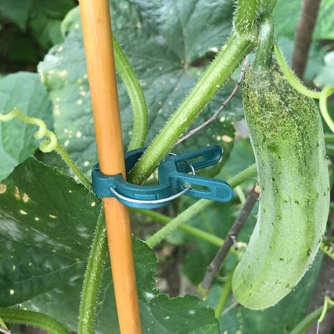 Easy pinch-and-clip action demonstrated by Sago Brothers plant clips
