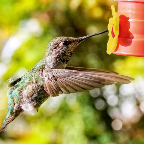 Salbsever hummingbird feeder flowers floral shape enhances natural ambiance.