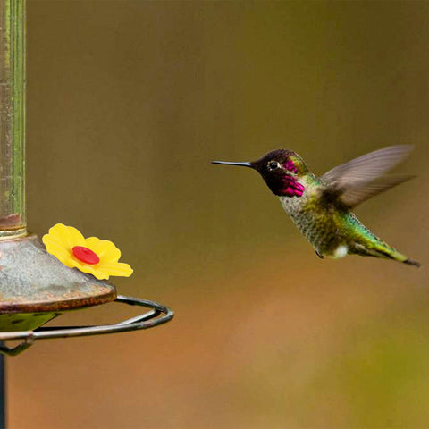 Salbsever hummingbird feeder non-slip perch provides resting spot.