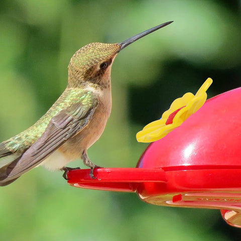 Salbsever hummingbird feeder UV-proof plastic resists sun and rain.