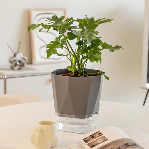 Samhe pot designed for African violets and small houseplants.