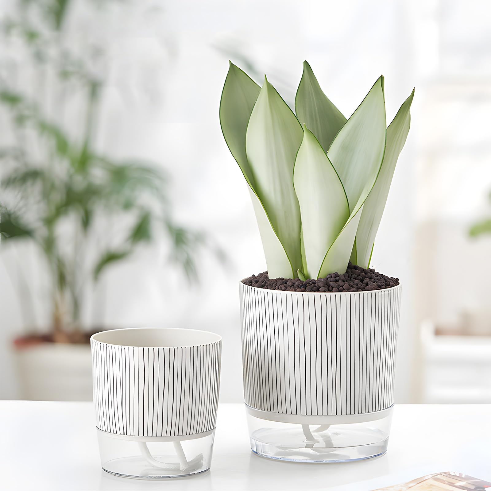 Samhe pot with orchids and succulents ready for use.