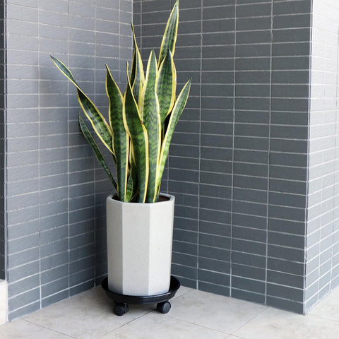 Sanbege suitable for indoor and outdoor use on various surfaces.