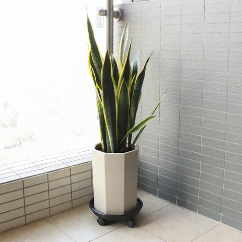 Sanbege water-catching lip helps keep floors clean after watering.