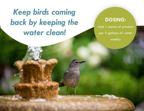 Sanco Bird Bath fountain in use promoting a balanced water ecosystem.