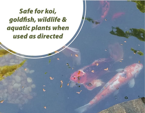 Sanco Bloom Buster treating green-water algae in a koi and plant pond.