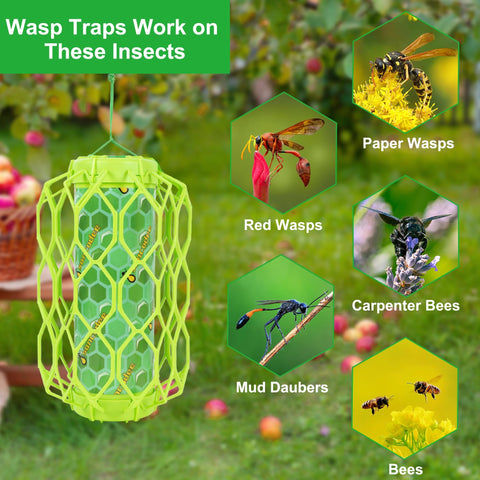 Sancodee hornet trap with glue guard enhances capture efficiency at garden entry points.