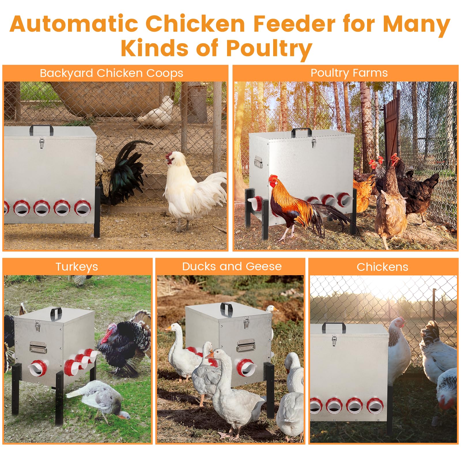 Sancunhui outdoor poultry feeder in use with hens shows spill-free feeding