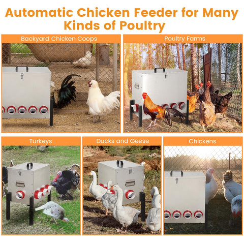 Sancunhui outdoor poultry feeder in use with hens shows spill-free feeding