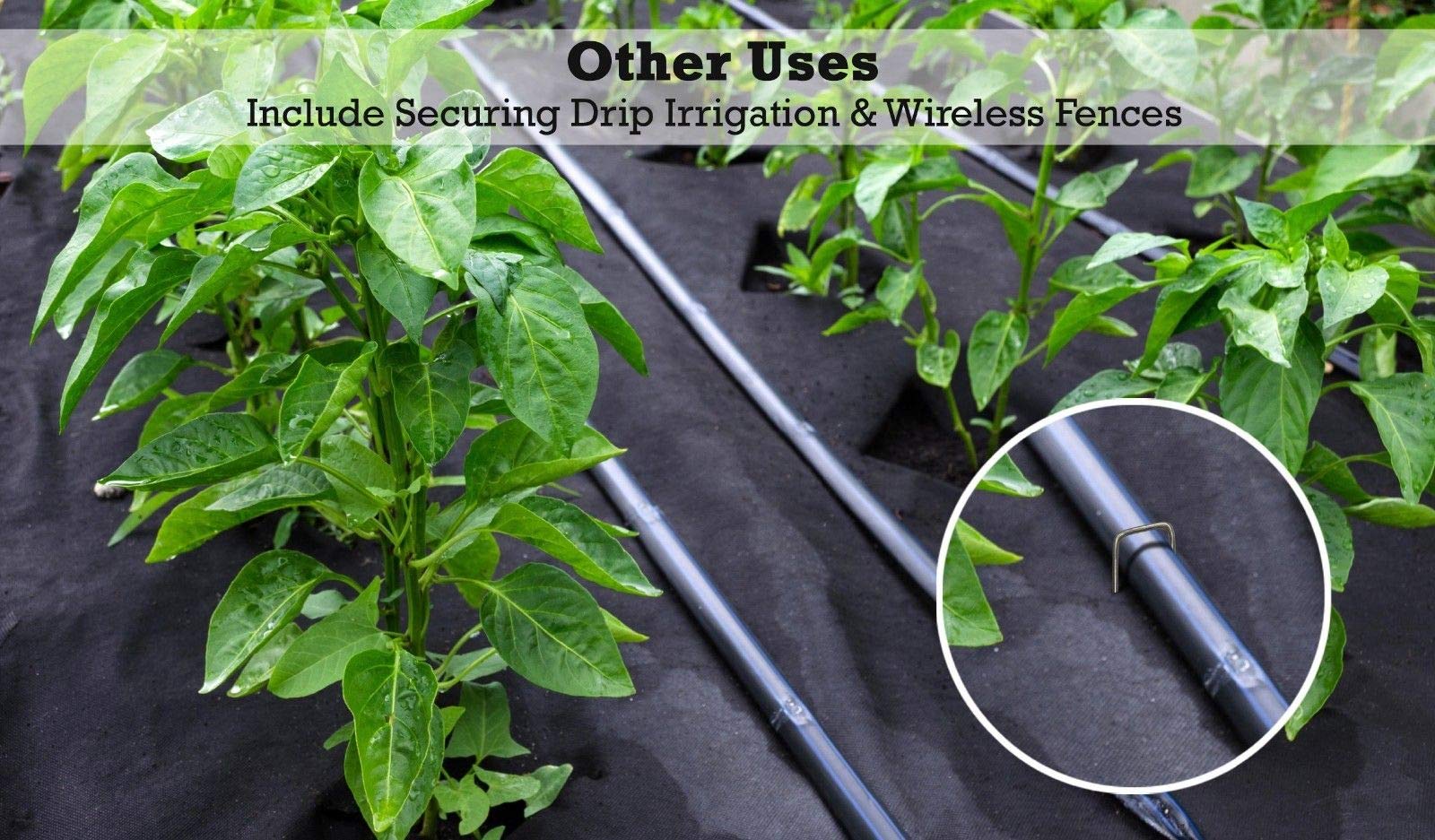 Sandbaggy 9-gauge staples provide durable sod and tarp anchoring.