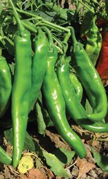 Sandia Seed Big Jim Legacy peppers roasting aroma ready for rellenos and flavor-rich dishes.