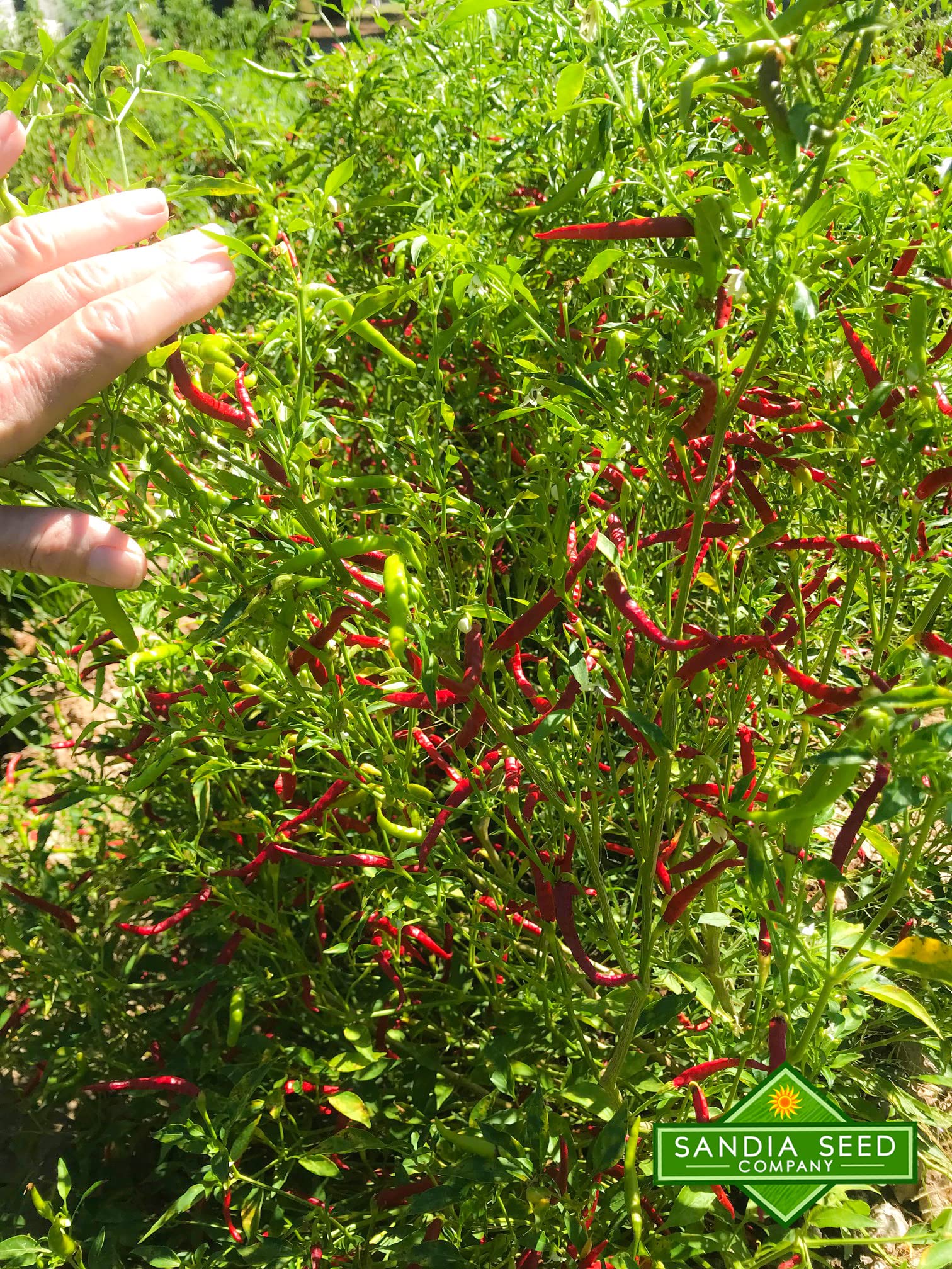 Sandia Seed Chile de Arbol plant grows tall with pendant peppers.