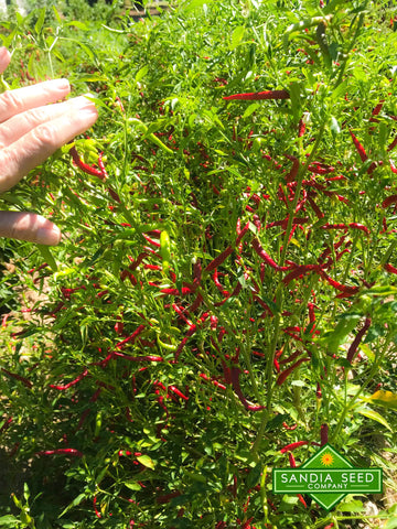 Sandia Seed Chile de Arbol plant grows tall with pendant peppers.