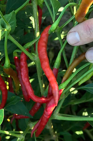 Sandia Seed Chile de Arbol toasted pods ground into red chile spice rub.