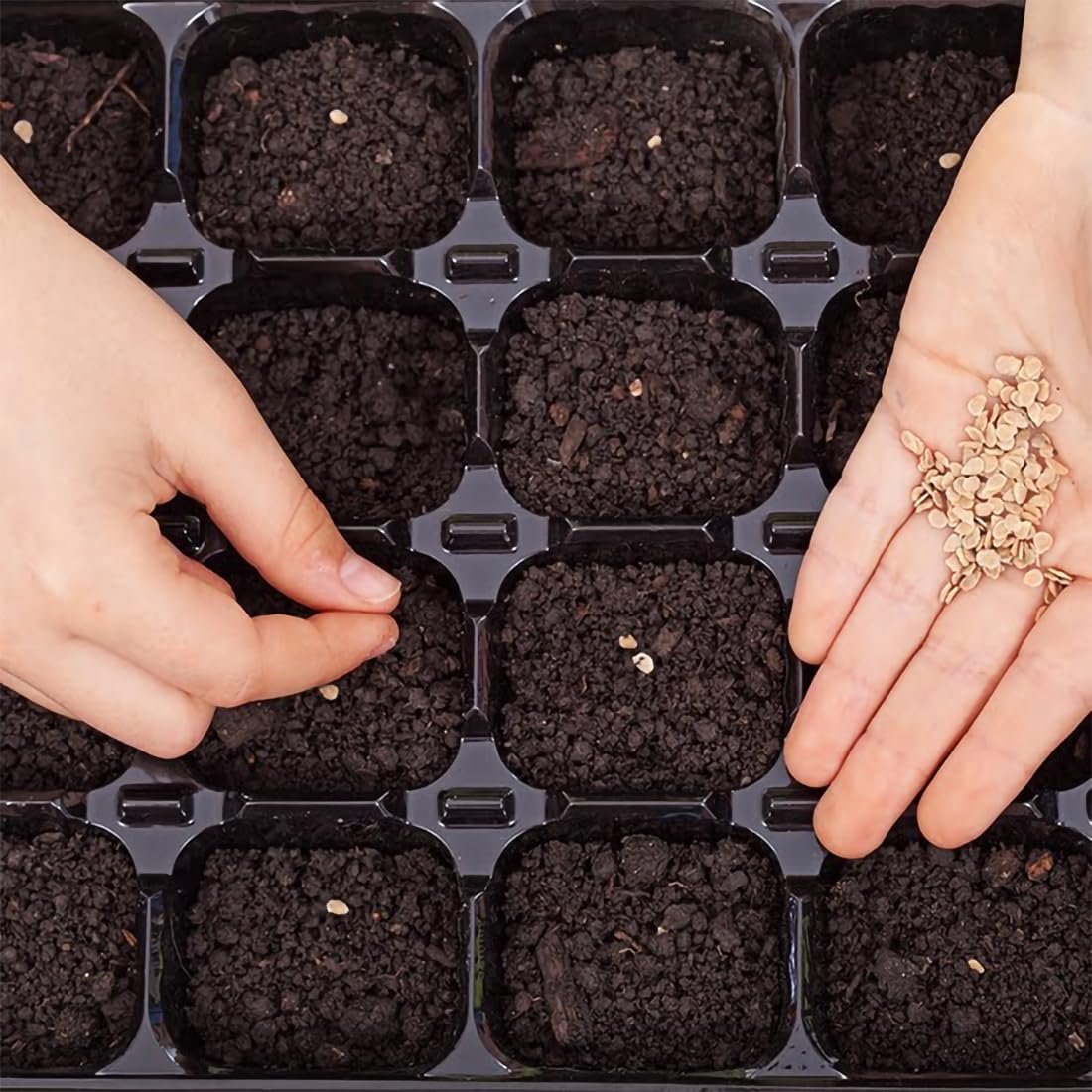 Sandia Seed Hatch Green Big Jim garden harvest ready for the kitchen