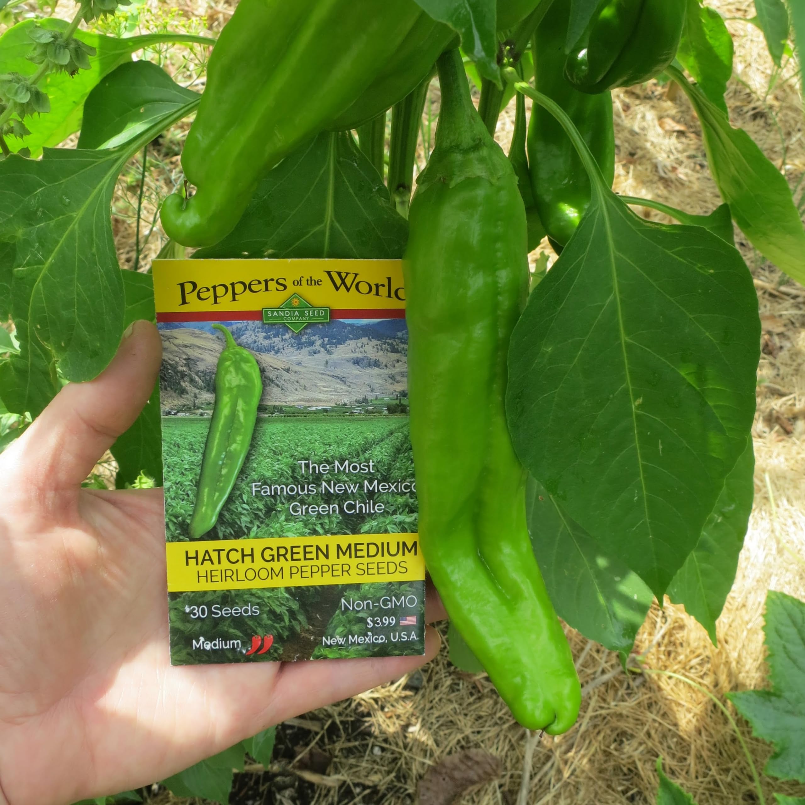 Sandia Seed Hatch Green Big Jim green chiles on plant for fresh harvests