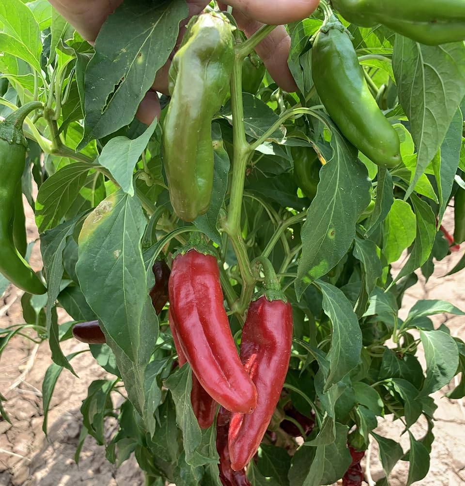 Sandia Seed Hatch Green Mild Chile ripe peppers ready for everyday cooking