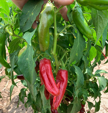Sandia Seed Hatch Green Mild Chile ripe peppers ready for everyday cooking