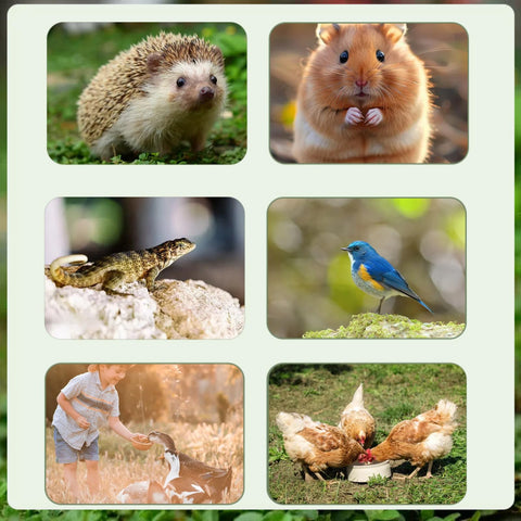 SANSECT mealworms on chickens during feeding time showing tasty protein boost.