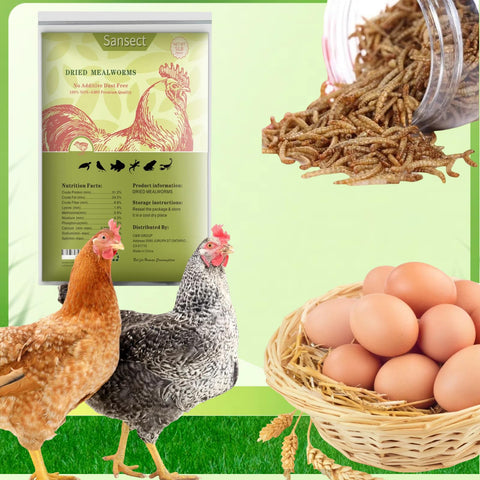 SANSECT mealworms feeding chickens, protein-rich treat
